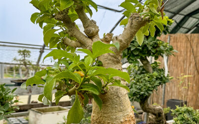 Storia del Bonsai: Filosofia, Stili e Consigli per Coltivare con Successo
