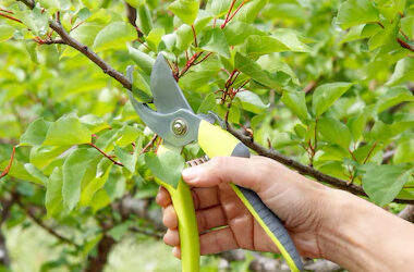 Potatura: Quando, Come e Quali Tecniche Usare per Alberi e Piante