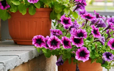 Balcone Fiorito in Primavera: Petunie, Gerani, Surfinie e Altri Consigli